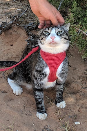 Someone petting the head of Tigger the cat, while he's wearing a harness on a walk outside