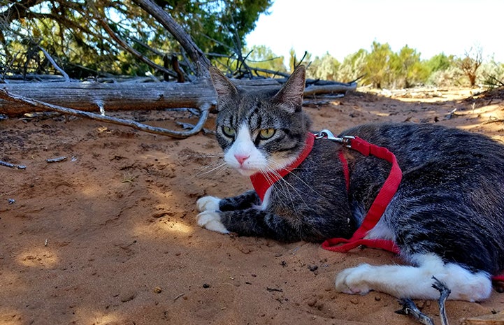Tigger, the brown tabby with white cat, lying in the sand wearing a read harness and leash