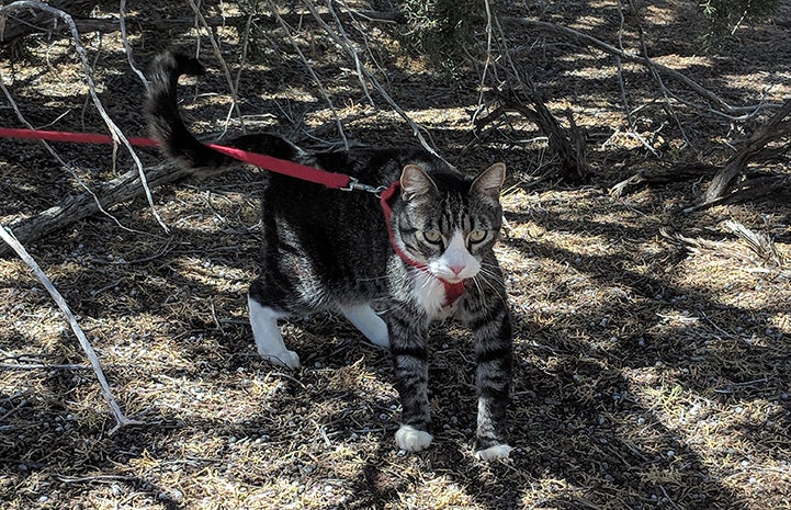 Tigger, the brown tabby with white cat, taking a leashed walk outside under some trees