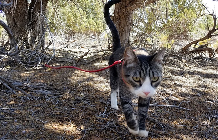 Tigger, the brown tabby with white cat, walking outside on a red leash