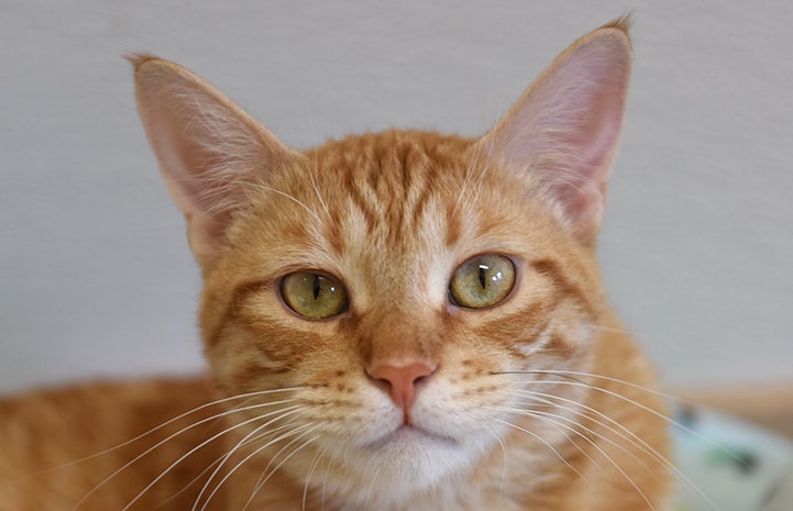 Boris the orange tabby cat's face with amber eyes and little ear tufts