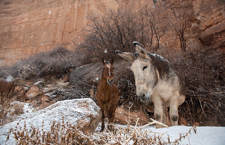 Chuck the horse and Speedy the donkey outside in the snow