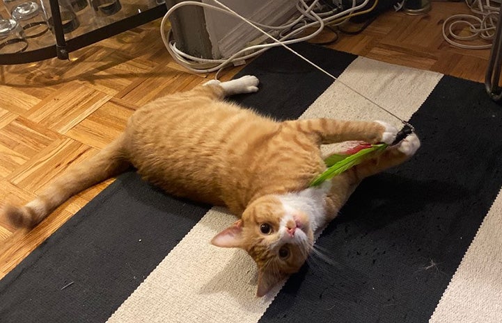 Johnsy the orange tabby and white cat playing with a wand toy
