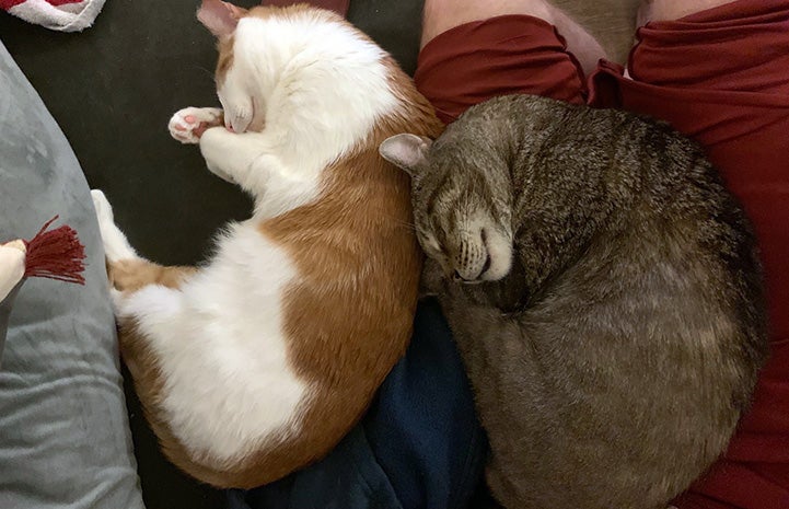 Hank and Levi the cats sleeping next to one another