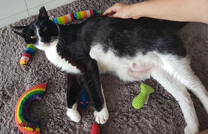 Long Socks the black and white cat lying down on his side next to several toys while a person pets him