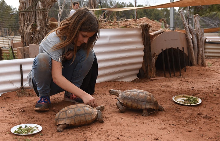 The Winnick family volunteering at Wild Friends with the tortoises