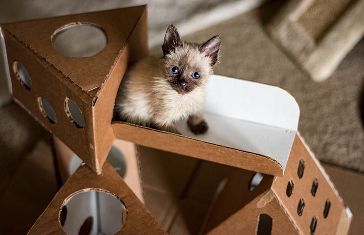 Siamese mix kitten on a cardboard playscape