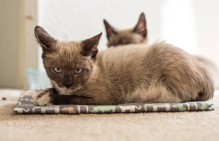 Grumpy-looking, but happy Siamese mix kitten