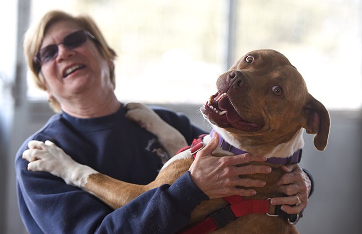 Ledger, a brown pit-bull-terrier-type dog, with his front paws on the shoulders of a woman who is smiling