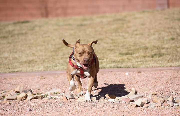 Ledger, a brown pit-bull-terrier-type dog wearing a red harness, running