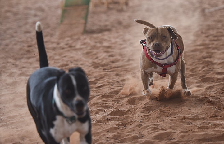 Ledger, a brown pit-bull-terrier-type dog, running with Danica, a black and white pit-bull-terrier-type dog