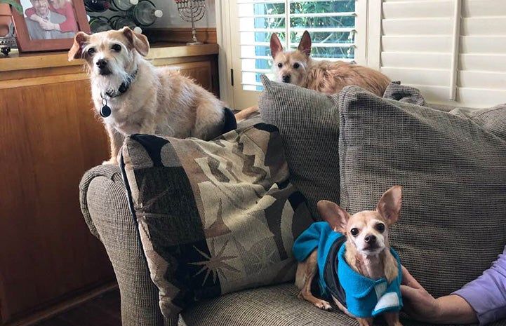 DiDi the dog with two other small dogs in her foster home