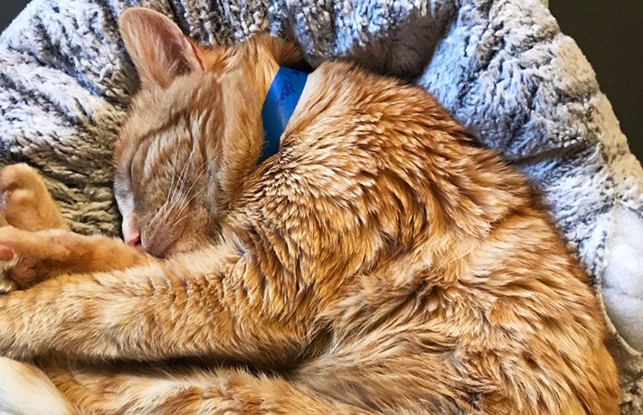 Hello Larry the orange foster cat sleeping