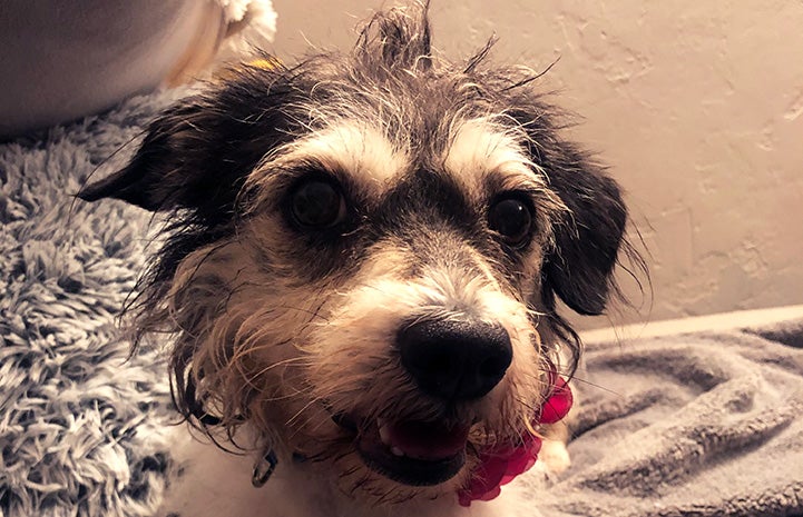 Face of scruffy foster dog Ladybird