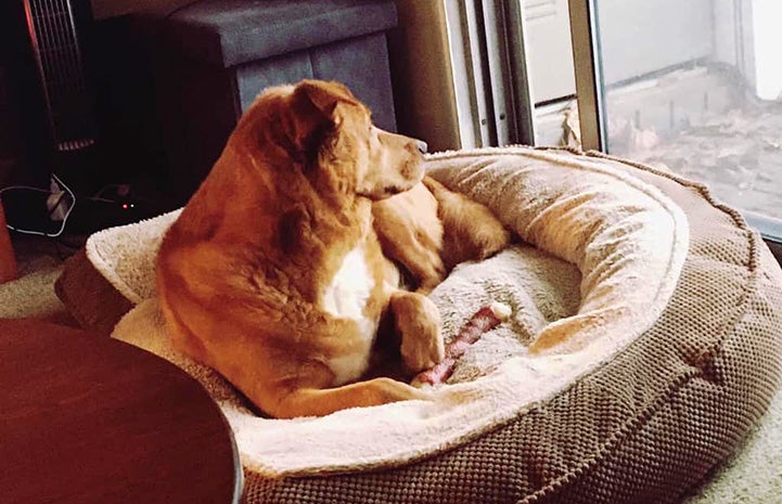 Sadie the foster dog lying in a dog bed