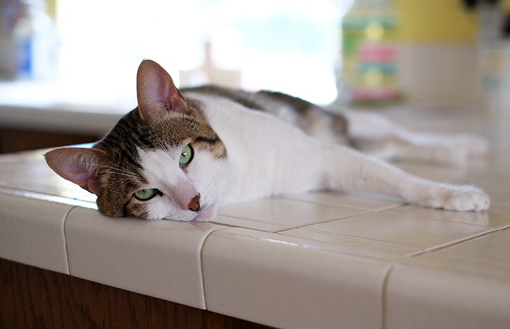 Obi the cat laying down on a counter