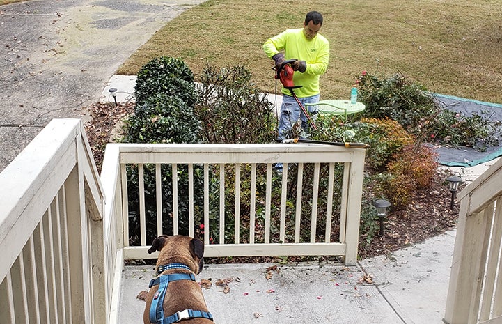 Beau the foster dog watching a man trim hedges