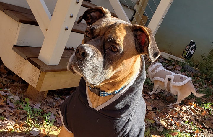 Beau the foster dog wearing a hoodie, outside on a lawn with fallen leaves