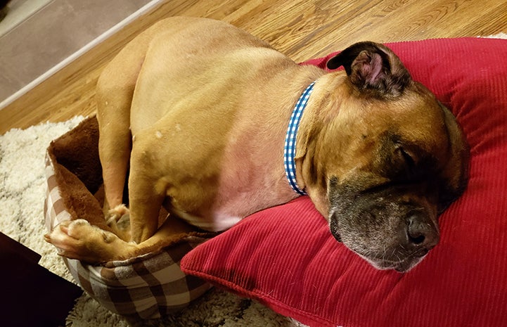 Beau the foster dog lying on both a small dog bed and a pillow