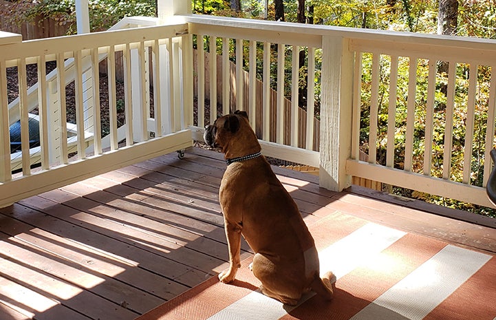 Beau the foster dog sitting on a porch on a yoga blanket