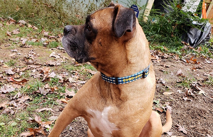 Beau the foster dog looking to the side