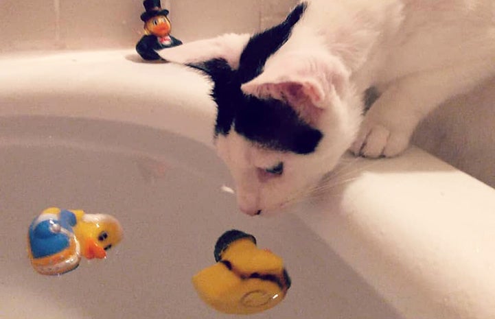 Black and white cat sniffing a rubber duck floating in a bathtub