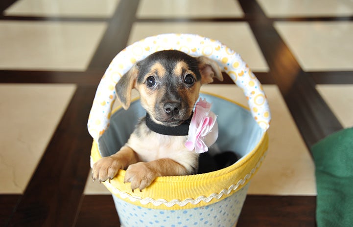Black and brown puppy in a yellow and white basket