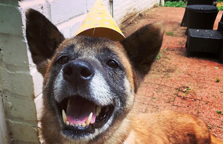 Sasha the dog with a smile on her face and a birthday hat on her head