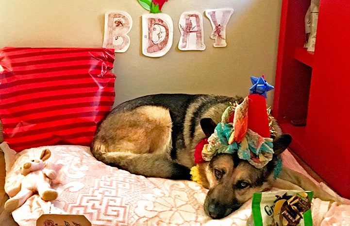 Harriet the German shepherd dog lying on a bed, wearing a birthday hat with a banner and presents