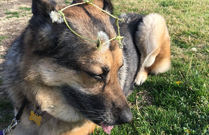 Harriet the German shepherd dog lying in the grass with a dandelion crown on her head