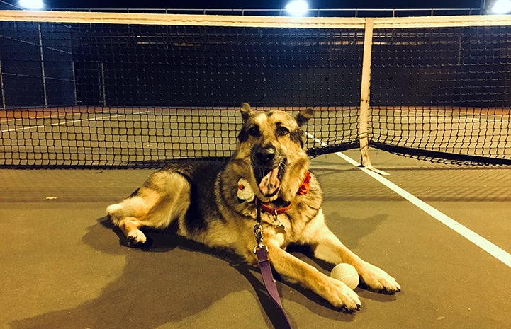 Harriet the German shepherd dog lying on a tennis court with a ball between her legs