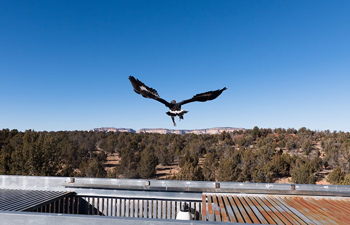 On a bright December day, both golden eagles were freed back to the wild after being rehabilitated at Wild Friends