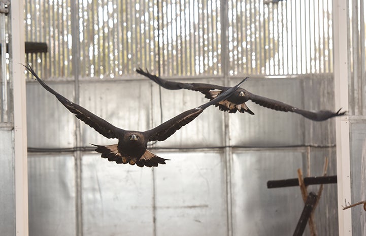 After rehabilitation, both eagles could safely be released into the wild right from the Sanctuary