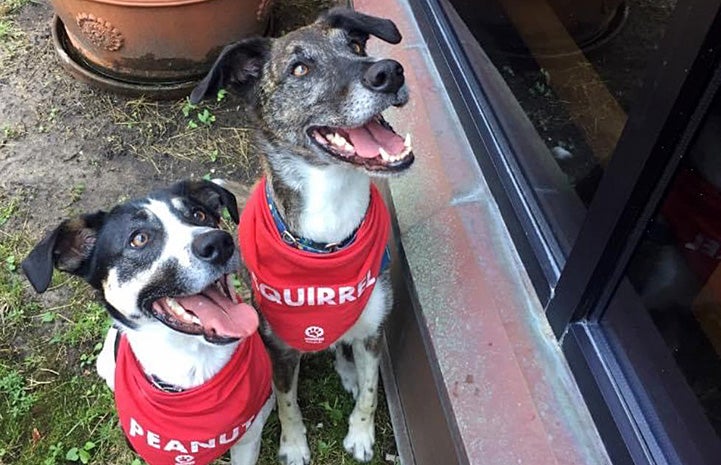 Two dogs wearing bandannas with their names on them