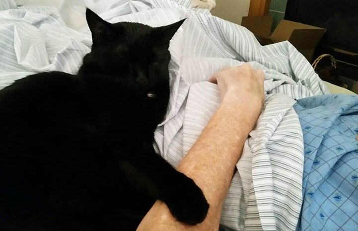 Bruce the cat lying next to someone with his paw over that person's arm