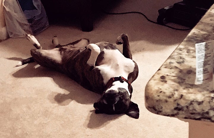 Honey, a brindle-colored pit bull terrier type dog, rolling on her back asking for a belly rub