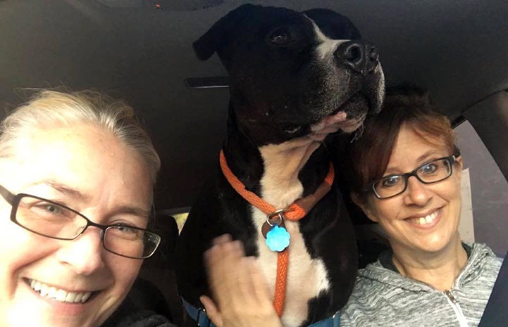 Huck the black and white pit bull terrier in between two women taking a car ride