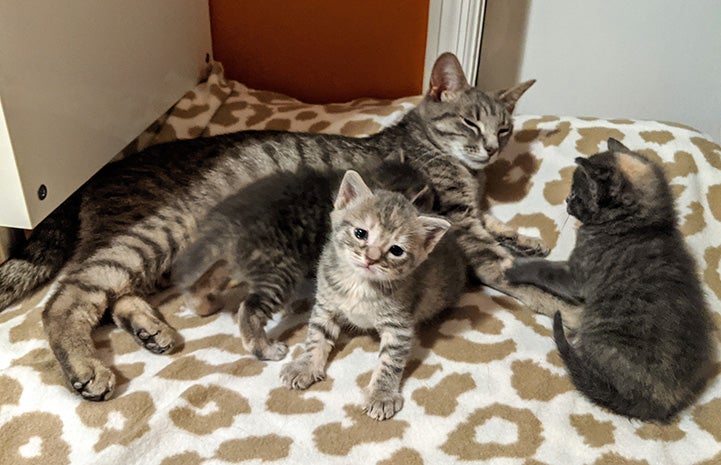 The nursing mom cat with her kittens