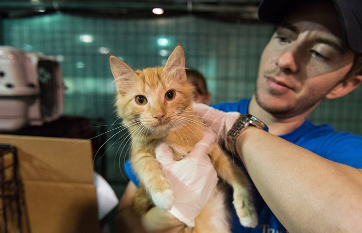 Man holding an orange tabby kitten who was rescued after Hurricane Harvey