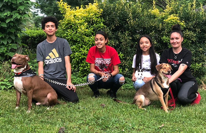 Harvey the brown and white pit bull terrier type dog with his new canine sister and family