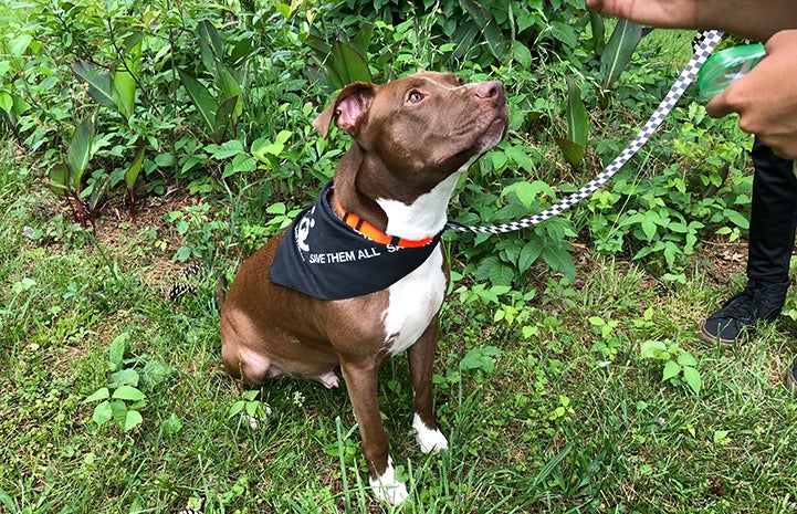 Harvey the brown and white pit bull terrier type dog wearing a Save Them All bandanna and looking up at someone's hand