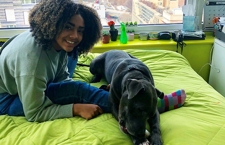 MacGregor the dog lying in bed with his person in New York City