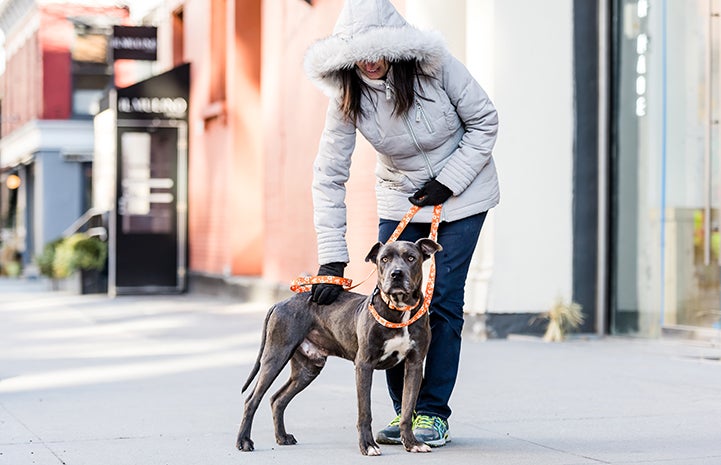 MacGregor, a gray and white pit-bull-terrier-type dog, on a leash with a woman in a coat bending down to pet him