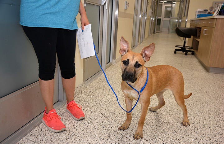 Abbigail the dog being led to her kennel in San Antonio