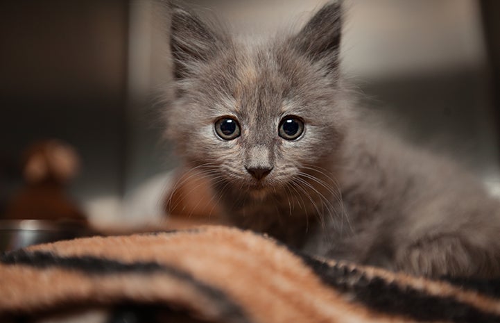 Rogue, the dilute tortoiseshell kitten on a blanket in a kennel