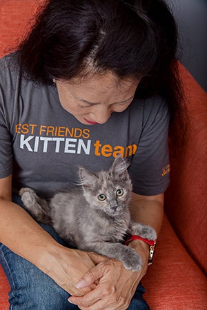 Woman wearing a Best Friends Kitten Team T-shirt holding Rogue, the dilute tortoiseshell kitten