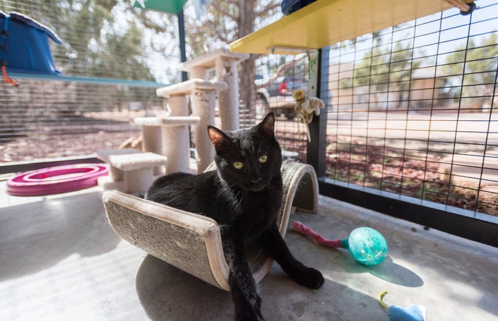 Ori the cat lying on a S-shaped cat scratcher