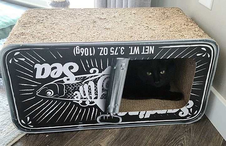 Ori the cat lying in a cardboard scratcher shaped like a sardine can