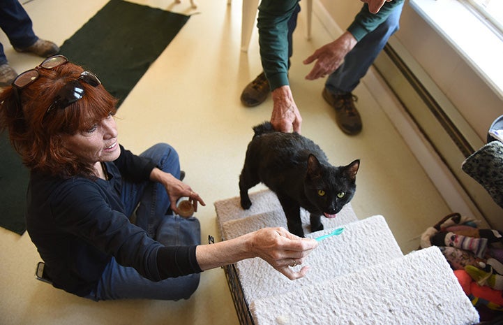 Ori the cat climbing some stairs as part of physical therapy, with the assistance of a couple people
