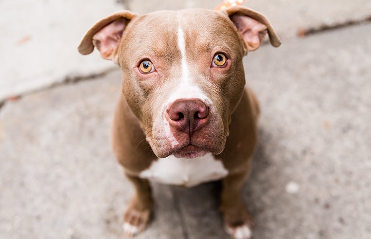 Merci, a brown and white pit bull terrier